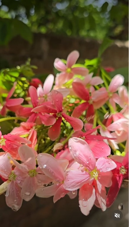 homemade perfume, jasmine perfume recipe, rose perfume recipe, natural perfume, essential oils, long lasting fragrance, diy perfume, safe perfume, fragrance making, alcohol based perfume Latest and Breaking News on NDTV