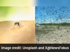 Video: Massive Mosquito Swarm Forces Tourists In Russia To Hide In Cars
