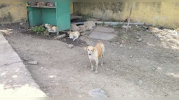 बड़वानी में आवारा कुत्तों के हमले से महिला की मौत; परिवार पर संकट, आर्थिक मदद और कार्रवाई की मांग