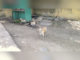 बड़वानी में आवारा कुत्तों के हमले से महिला की मौत; परिवार पर संकट, आर्थिक मदद और कार्रवाई की मांग