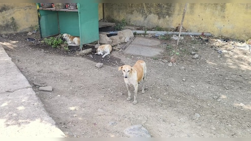 बड़वानी में आवारा कुत्तों के हमले से महिला की मौत; परिवार पर संकट, आर्थिक मदद और कार्रवाई की मांग