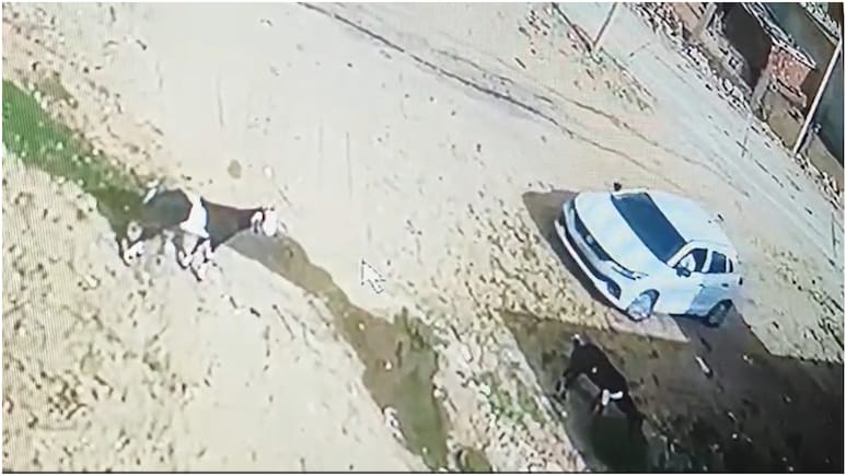 9 लाख की गाड़ी से आए चोर, घर के बाहर से बकरी चुराकर ले गए; सामने आया CCTV फुटेज