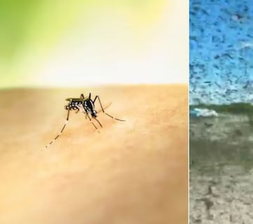 रूस में मच्छरों का आतंक, वायरल वीडियो में दिखा 'हॉरर मूवी' जैसा नजारा, दंग रह गए लोग