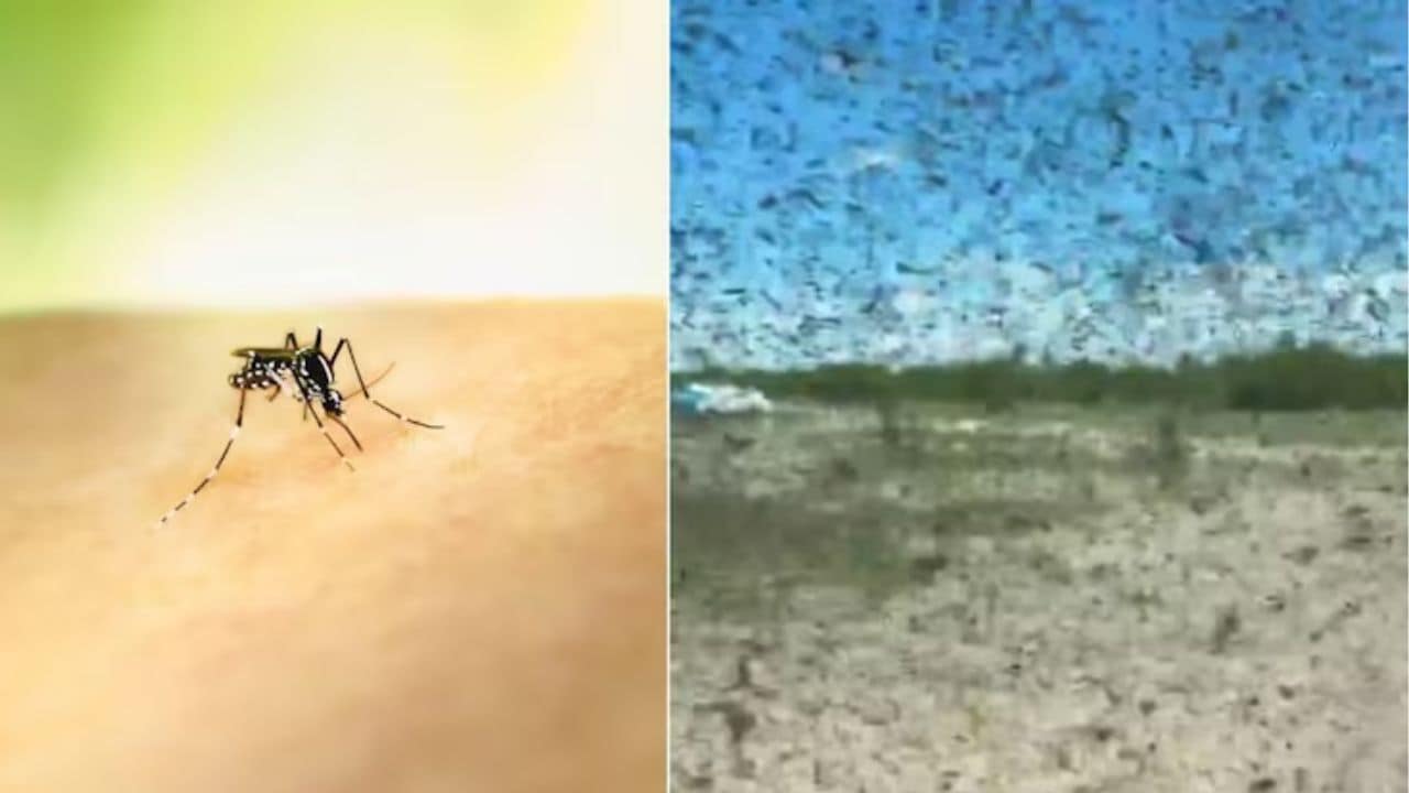 रूस में मच्छरों का आतंक, वायरल वीडियो में दिखा 'हॉरर मूवी' ज