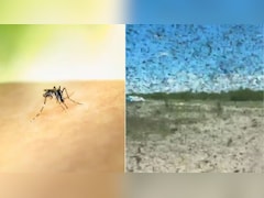रूस में मच्छरों का आतंक, वायरल वीडियो में दिखा 'हॉरर मूवी' जैसा नजारा, दंग रह गए लोग