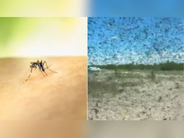 रूस में मच्छरों का आतंक, वायरल वीडियो में दिखा 'हॉरर मूवी' जैसा नजारा, दंग रह गए लोग