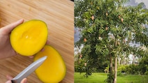 From Mango Museums To Mango Villages, Places Mango Lovers Needs To Visit