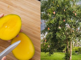 From Mango Museums To Mango Villages, Places Every Mango Lover Needs To Visit