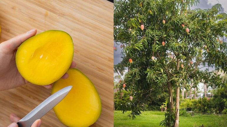 From Mango Museums To Mango Villages, Places Every Mango Lover Needs To Visit