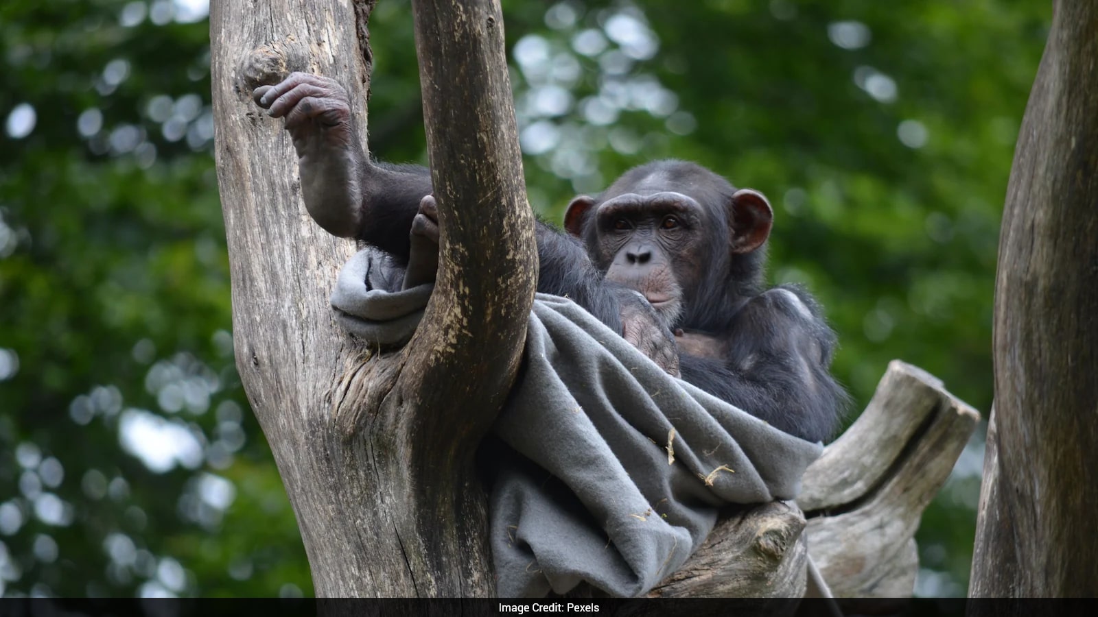 Humans And Great Apes May Have Shared Same Laughter Pattern For Millions Of Years: Study