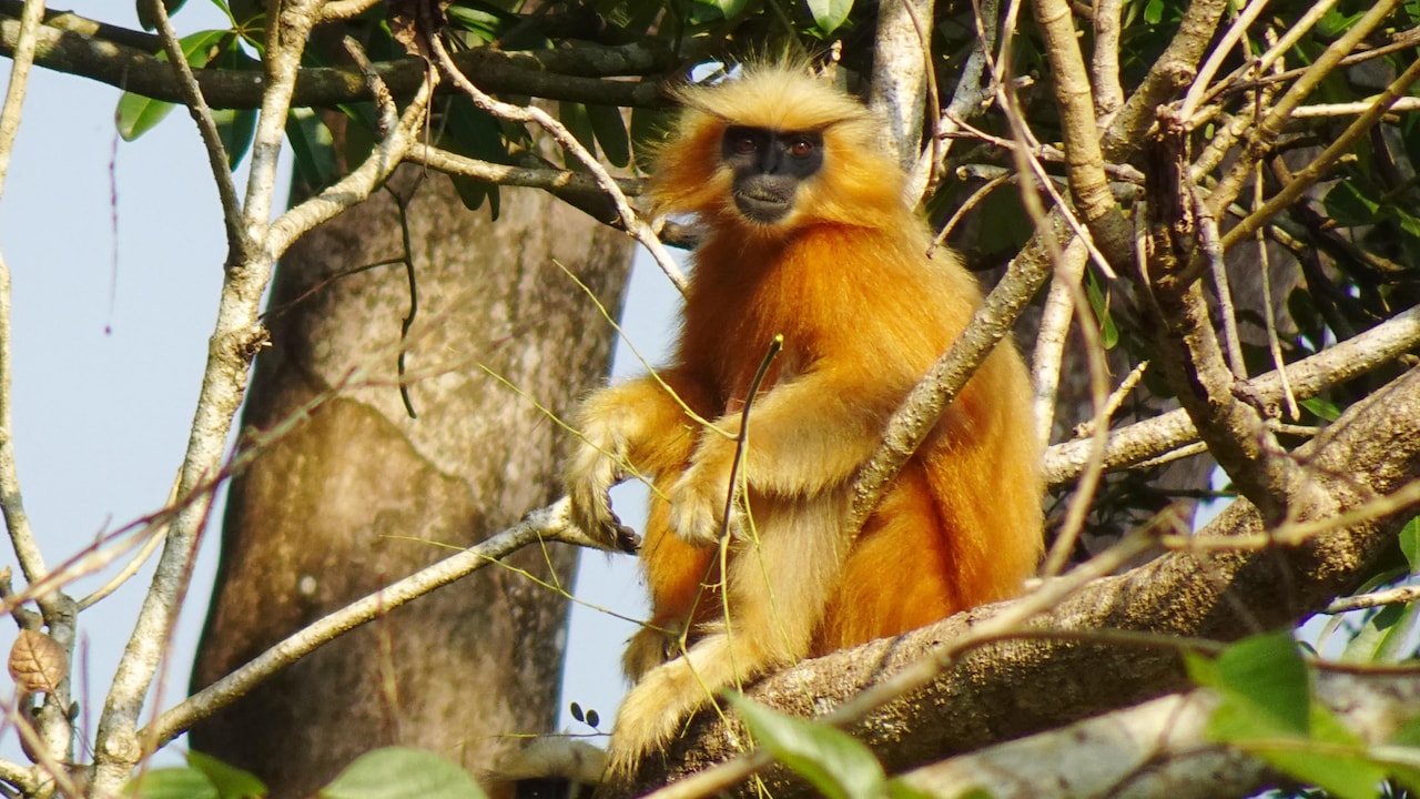 Assam Police Foil Bid To Smuggle Endangered Golden Langurs, 9 Arrested
