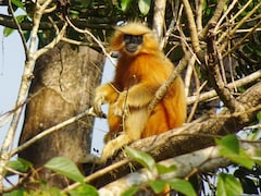 Assam Police Foil Bid To Smuggle Endangered Golden Langurs, 9 Arrested