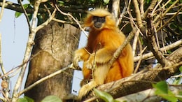 Assam Police Foil Bid To Smuggle Endangered Golden Langurs, 9 Arrested