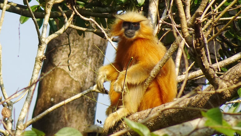 Assam Police Foil Bid To Smuggle Endangered Golden Langurs, 9 Arrested