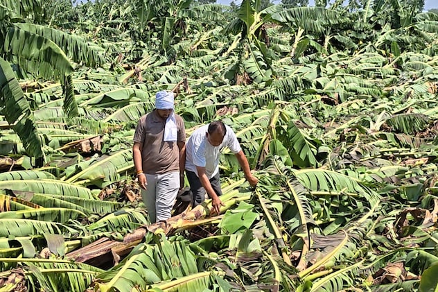 बेमौसम आंधी-पानी से बुरहानपुर में करोड़ों की केला फसल तबाह; किसानों ने मांगा 1000 करोड़ का विशेष पैकेज