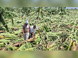 बेमौसम आंधी-पानी से बुरहानपुर में करोड़ों की केला फसल तबाह; किसानों ने मांगा 1000 करोड़ का विशेष पैकेज