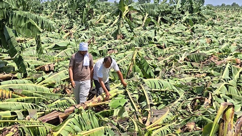 बेमौसम आंधी-पानी से बुरहानपुर में करोड़ों की केला फसल तबाह; किसानों ने मांगा 1000 करोड़ का विशेष पैकेज