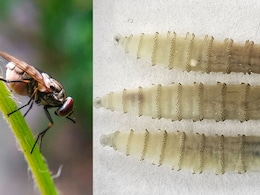 Screwworm Outbreak Expands In Southern US Prompting Quarantines And Sterile Fly Releases