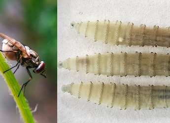 Screwworm Outbreak Expands In Southern US Prompting Quarantines And Sterile Fly Releases