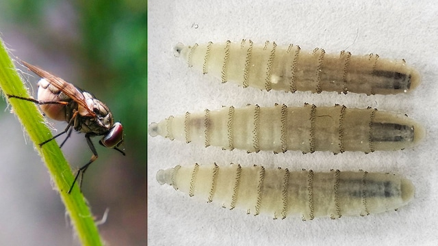 Screwworm Outbreak Expands In Southern US Prompting Quarantines And Sterile Fly Releases