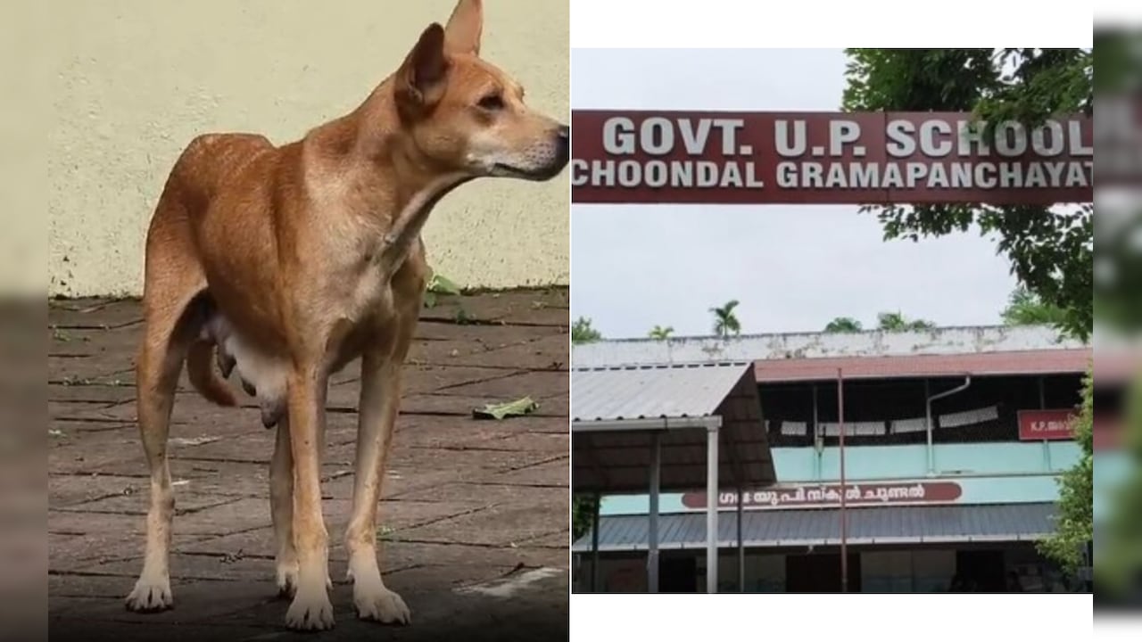 Stray Dog With Puppies On Campus Forces Kerala School To Shut For A Day