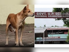 Stray Dog With Puppies On Campus Forces Kerala School To Shut For A Day