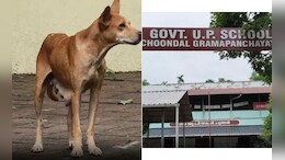 Stray Dog With Puppies On Campus Forces Kerala School To Shut For A Day