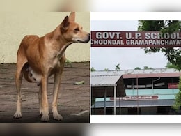 Stray Dog With Puppies On Campus Forces Kerala School To Shut For A Day