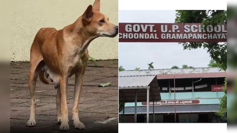 Stray Dog With Puppies On Campus Forces Kerala School To Shut For A Day