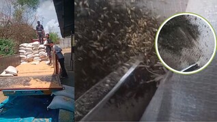 मध्य प्रदेश: सागर में गेहूं खरीदी में बड़ा घोटाला, 600 बोरियों में गेहूं की जगह निकली मिट्टी