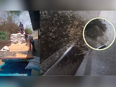 मध्य प्रदेश: सागर में गेहूं खरीदी में बड़ा घोटाला, 600 बोरियों में गेहूं की जगह निकली मिट्टी