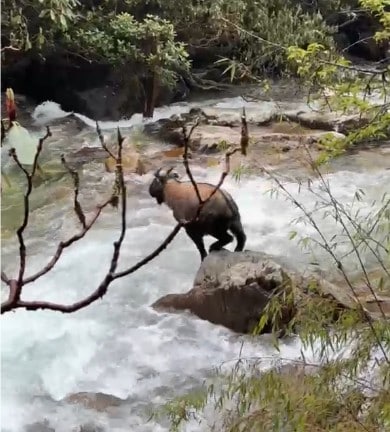 Rare goat-antelope species filmed in Sikkim for first time in decades