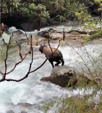 Rare, Under-Studied Goat-Antelope Spotted In Sikkim After Nearly 3 Decades