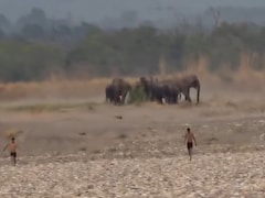 हाथ‍ियों के साथ सेल्‍फी लेना पड़ा भारी, गंगा नहाने आए युवकों को हाथ‍ियों के झुंड ने खूब दौड़ाया, वायरल वीड‍ियो