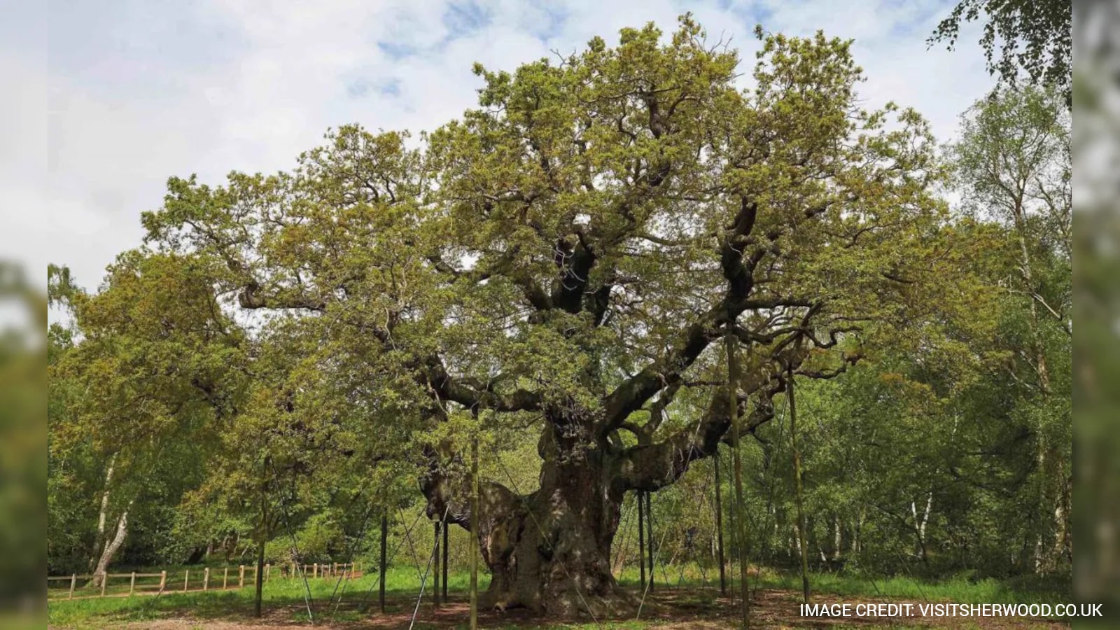 An Ancient Oak Tree Said To Have Sheltered Legendary Robin Hood Has Died