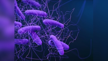 Four-Year-Old Dies Of Shigella Infection In Kerala; Government Steps Up Surveillance