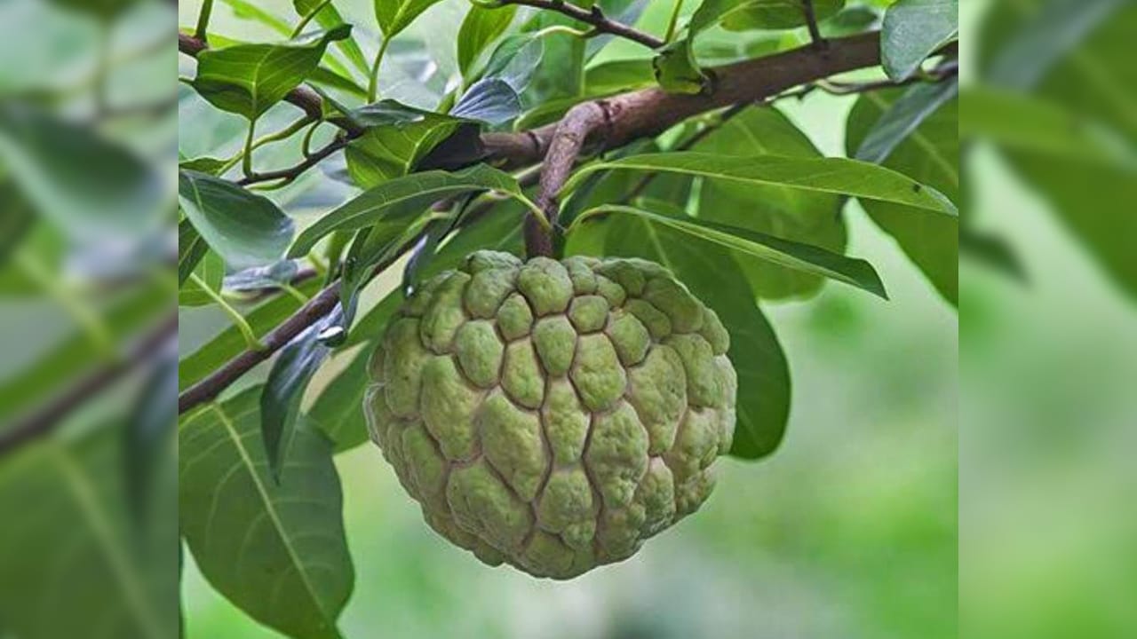 सिवनी के जम्बो सीताफल को GI टैग, 200 ग्राम से 1 KG तक वजन; 3 हजार आदिवासी परिवारों व किसानों को होगा फायदा