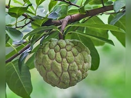 सिवनी के जम्बो सीताफल को GI टैग, 200 ग्राम से 1 KG तक वजन; 3 हजार आदिवासी परिवारों व किसानों को होगा फायदा