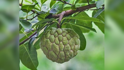 सिवनी के जम्बो सीताफल को GI टैग, 200 ग्राम से 1 KG तक वजन; 3 हजार आदिवासी परिवारों व किसानों को होगा फायदा