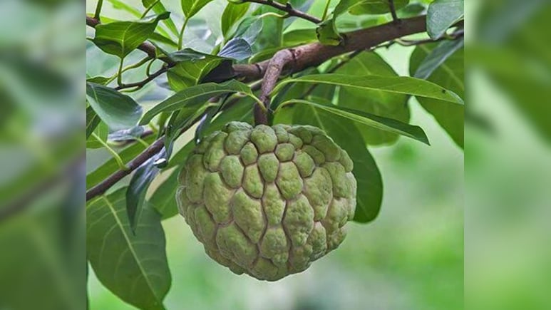 सिवनी के जम्बो सीताफल को GI टैग, 200 ग्राम से 1 KG तक वजन; 3 हजार आदिवासी परिवारों व किसानों को होगा फायदा
