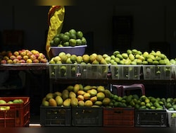 India Exports 4.3 Tons Of Banganappalli Mangoes To Singapore Via Cost-Effective Sea Route