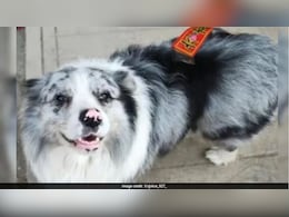 1.5 M फॉलोअर्स वाले कुत्&zwj;ते को पहले क&zwj;िया चोरी, फ&zwj;िर रेस्&zwj;टोरेंट में पकाकर खा गए, डॉगी के ओनर ने रोते हुए शेयर क&zwj;िया दर्दभरा वीड&zwj;ियो