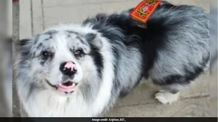 1.5 M फॉलोअर्स वाले कुत्‍ते को पहले क‍िया चोरी, फ‍िर पकाकर खा गए, ओनर ने रोते हुए शेयर क‍िया दर्दभरा वीड‍ियो