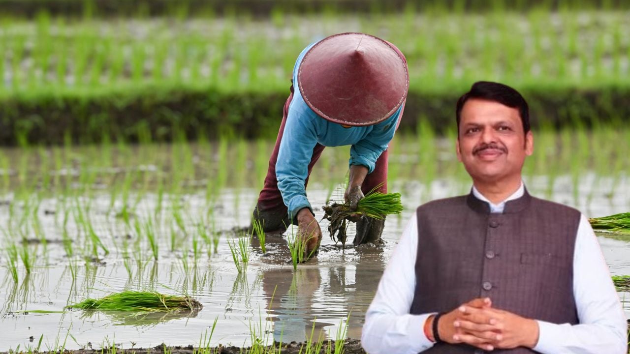 महाराष्ट्र: अन्नदाताओं को बड़ी राहत, दो लाख तक की कर्जमाफी को मंजूरी; 56 लाख किसानों को मिलेगा फायदा