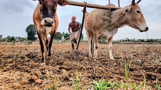 Agri Ministry Awaiting IMD Forecast By End Of June To Plan Impact Minimisation Strategy For Kharif Crops