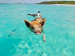 On This Unusual Bahamas Beach, Pigs Swim Freely In Crystal-Clear Waters