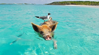 On This Unusual Bahamas Beach, Pigs Swim Freely In Crystal-Clear Waters