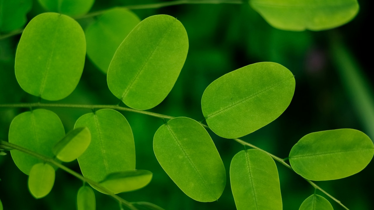 Moringa Leaves Diet: सिर्फ पराठा नहीं, गर्मियों में सहजन की पत्तियों से बनाएं ये 9 स्वादिष्ट चीजें