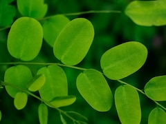 Moringa Leaves Diet: सिर्फ पराठा नहीं, गर्मियों में सहजन की पत्तियों से बनाएं ये 9 स्वादिष्ट चीजें