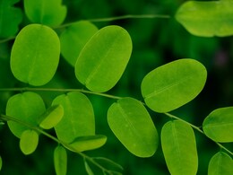 Moringa Leaves Diet: सिर्फ पराठा नहीं, गर्मियों में सहजन की पत्तियों से बनाएं ये 9 स्वादिष्ट चीजें